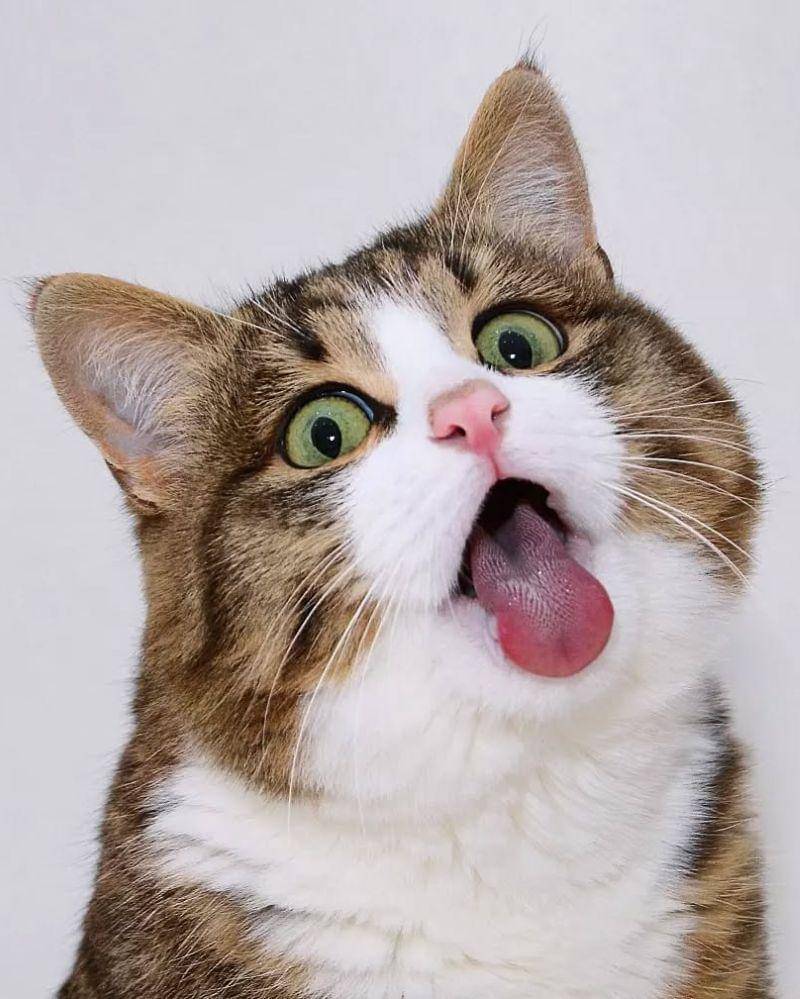 Instagram.com/rexiecat